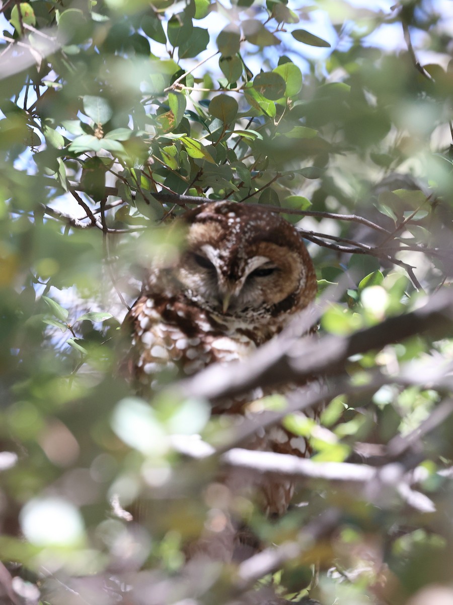 Spotted Owl (Mexican) - ML616885105