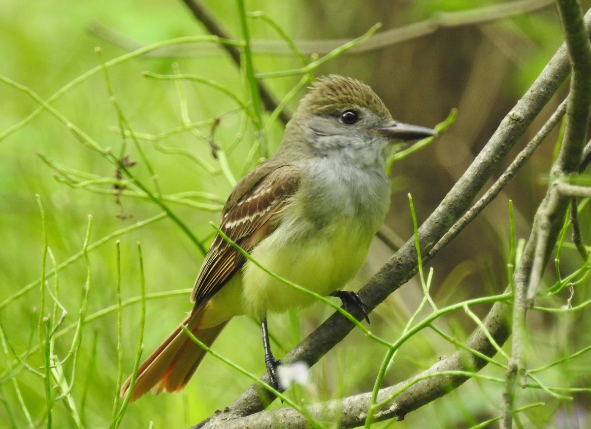 Great Crested Flycatcher - ML61688511