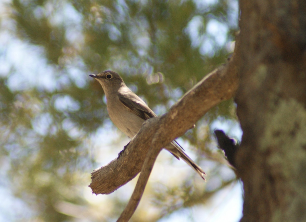 Townsend's Solitaire - ML616885114