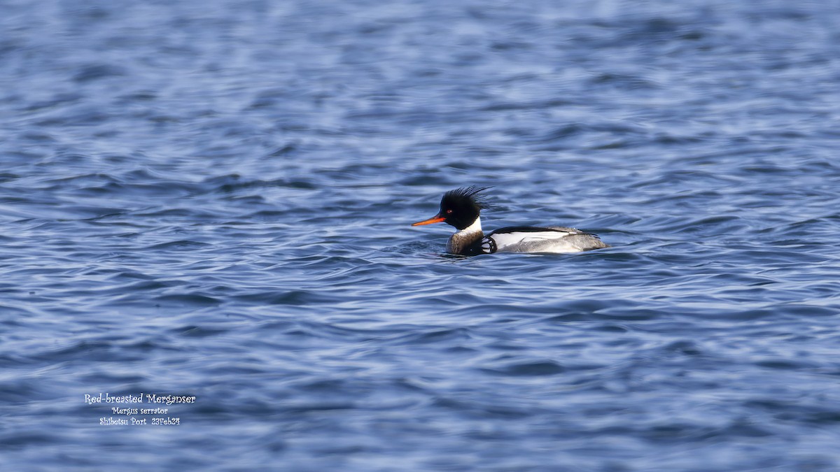 Red-breasted Merganser - Kenneth Cheong