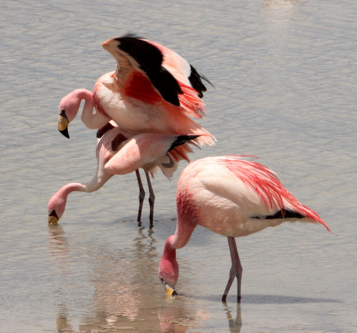 James's Flamingo - ML616885133