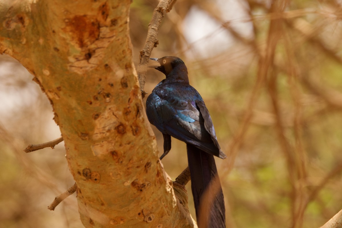 Long-tailed Glossy Starling - ML616885145