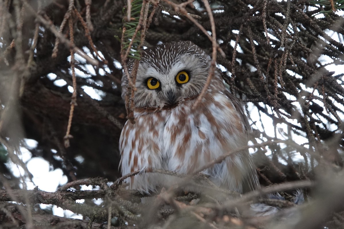 Northern Saw-whet Owl (acadicus) - Terry Doyle