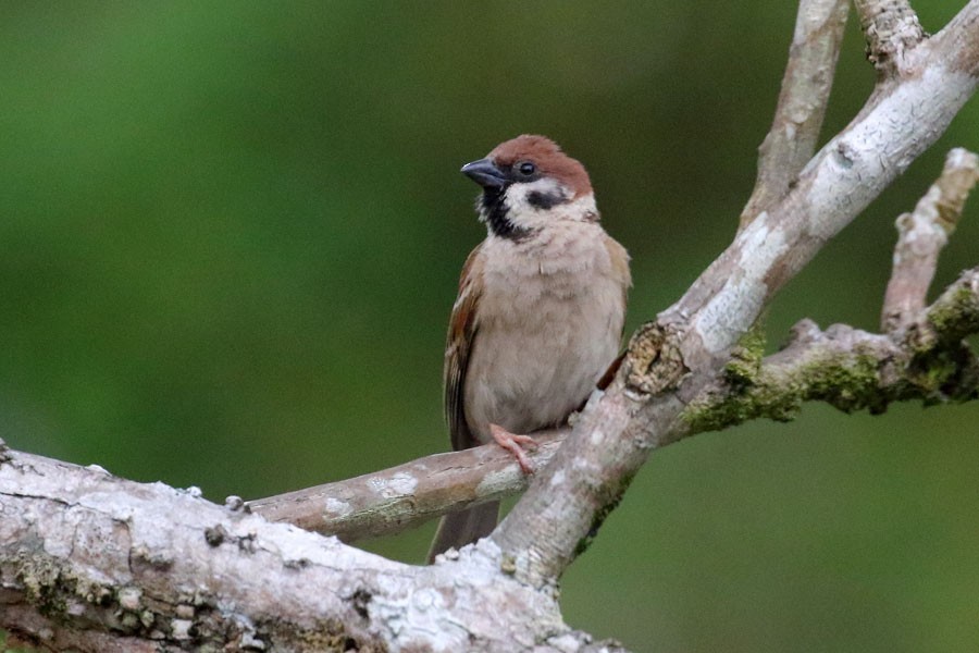 Eurasian Tree Sparrow - ML616885304
