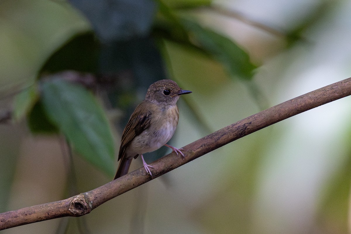 Fulvous-chested Jungle Flycatcher - ML616885373