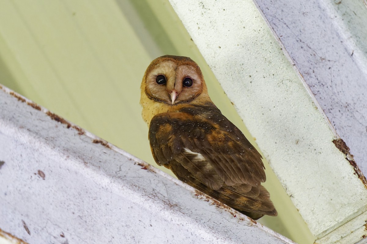 Barn Owl (Lesser Antilles) - ML616885477