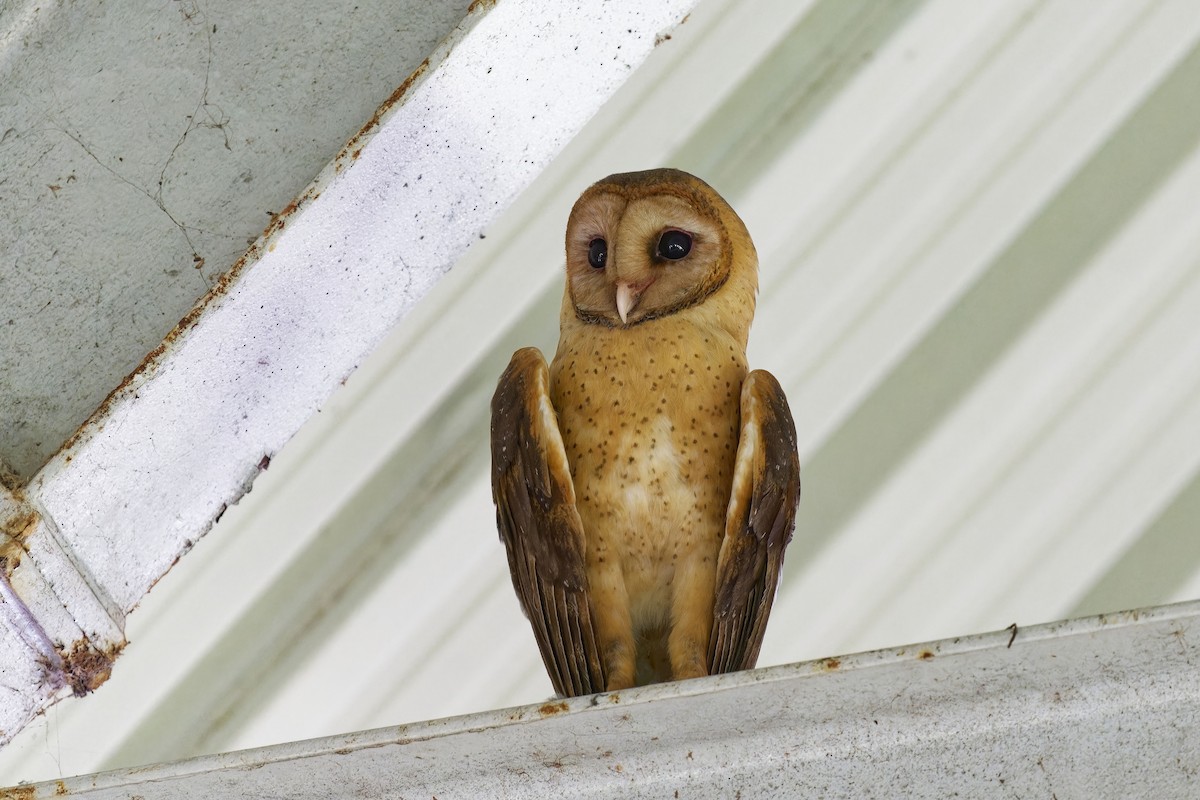 Barn Owl (Lesser Antilles) - ML616885478