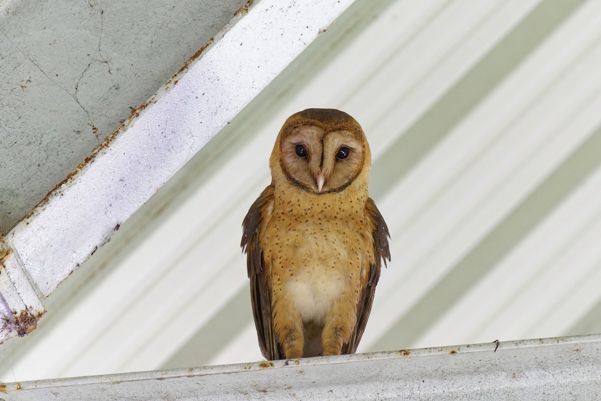 Barn Owl (Lesser Antilles) - ML616885486