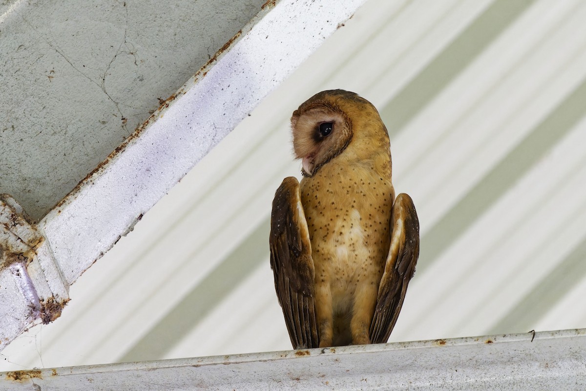 Barn Owl (Lesser Antilles) - ML616885487
