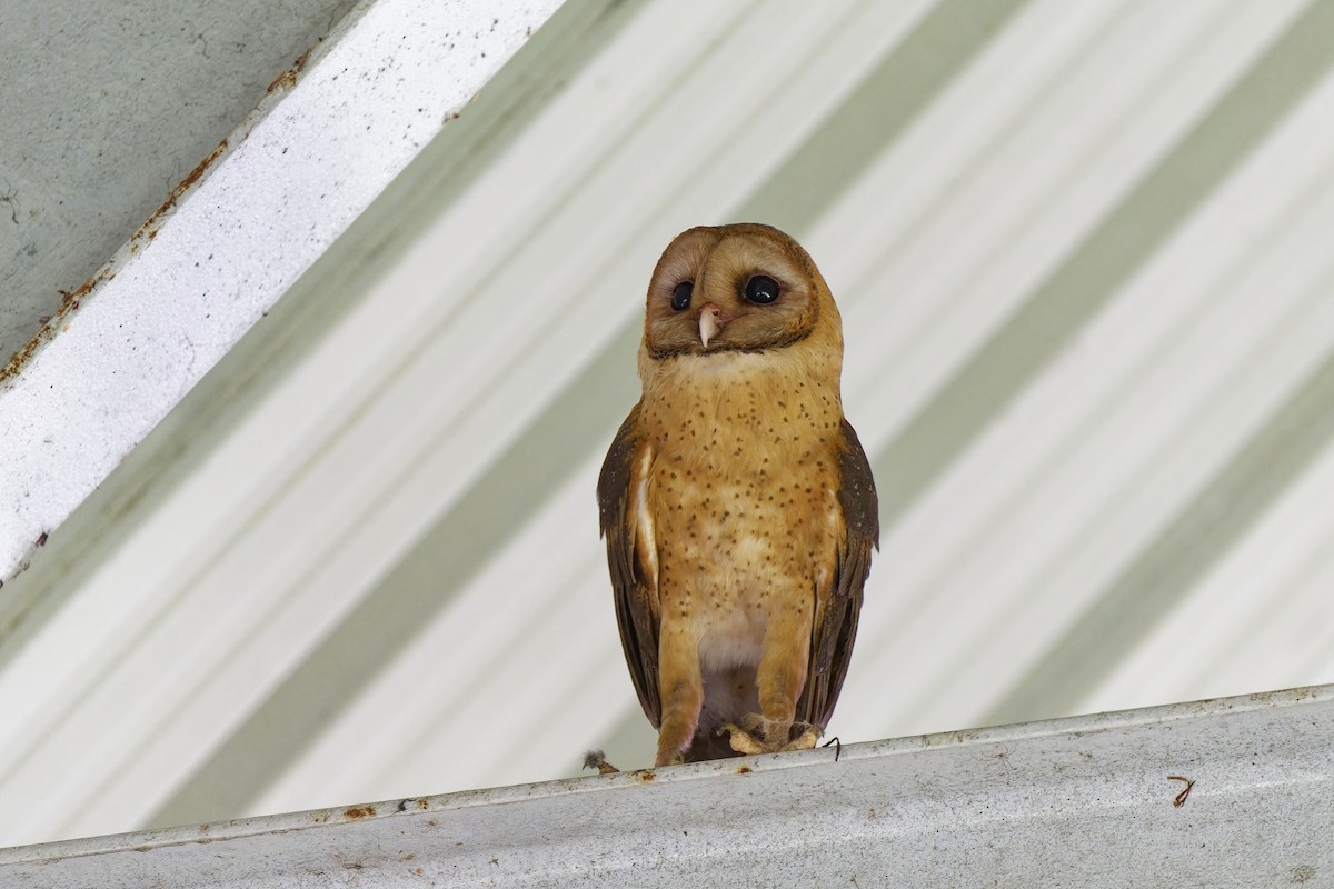 Barn Owl (Lesser Antilles) - ML616885491
