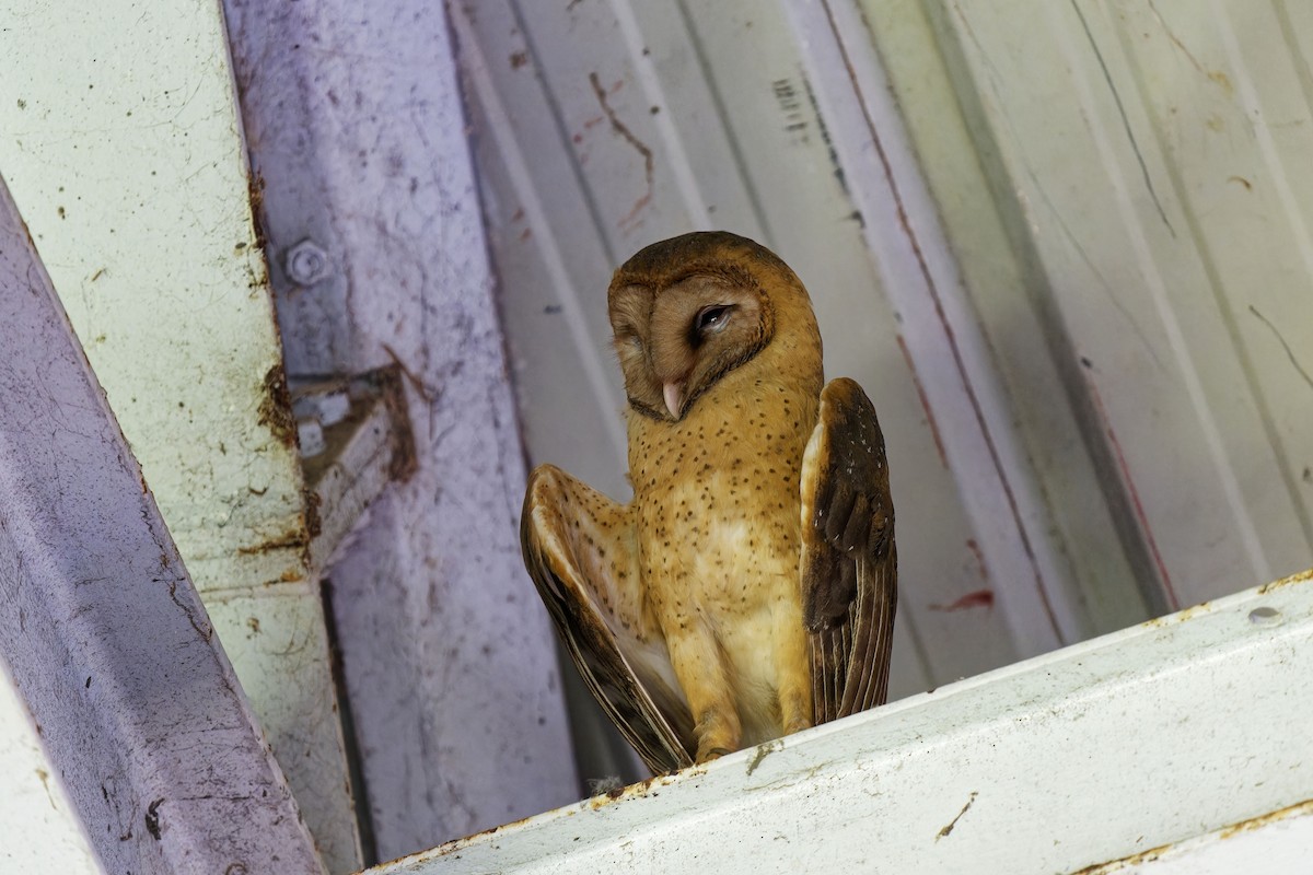 Barn Owl (Lesser Antilles) - ML616885492