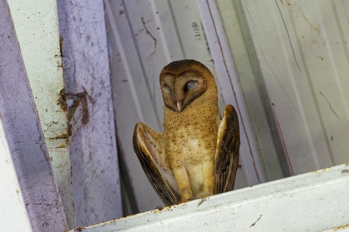 Barn Owl (Lesser Antilles) - ML616885494