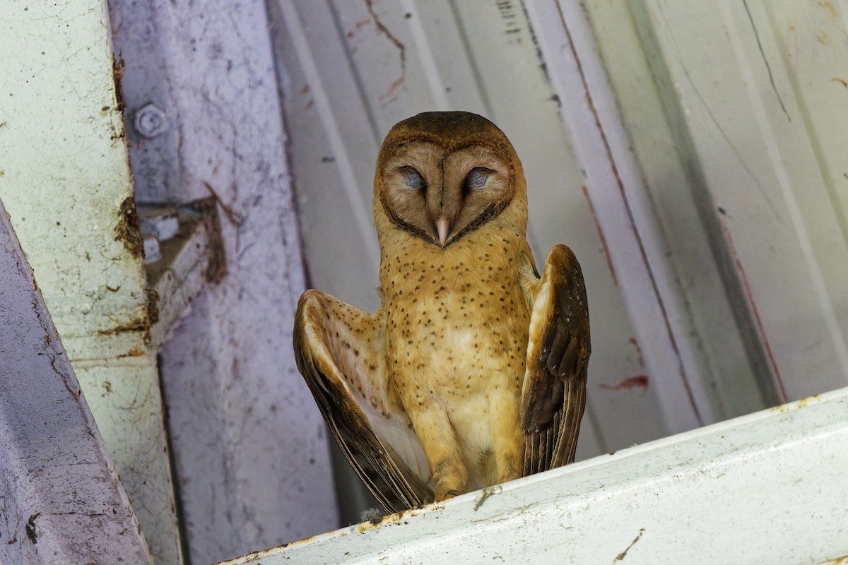 Barn Owl (Lesser Antilles) - ML616885500