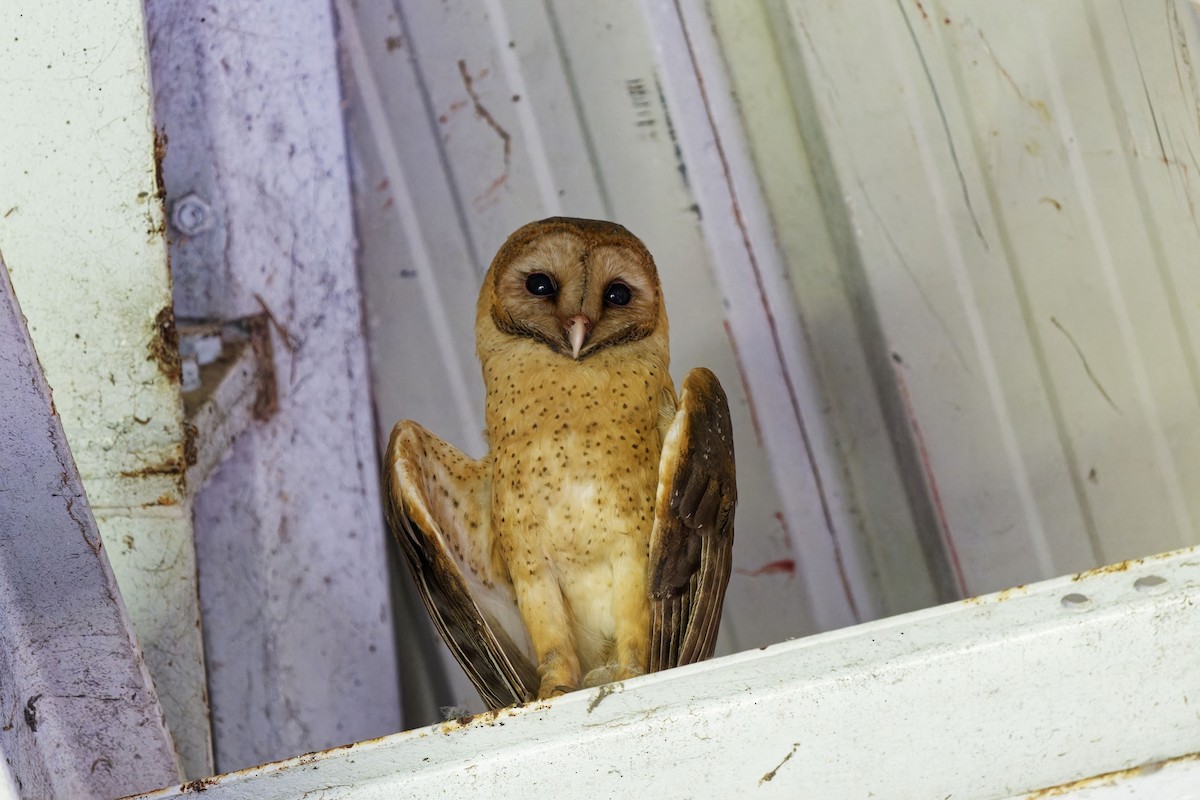 Barn Owl (Lesser Antilles) - ML616885501