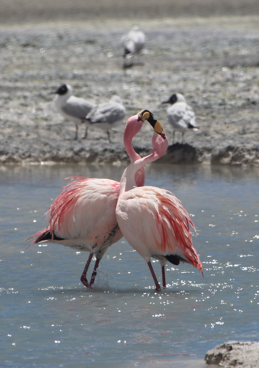 James's Flamingo - ML616885521