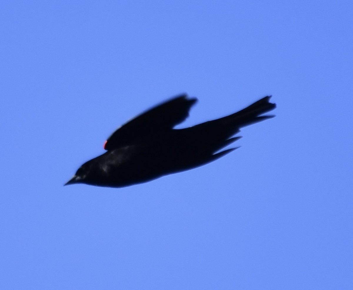 Red-winged Blackbird - ML616885626