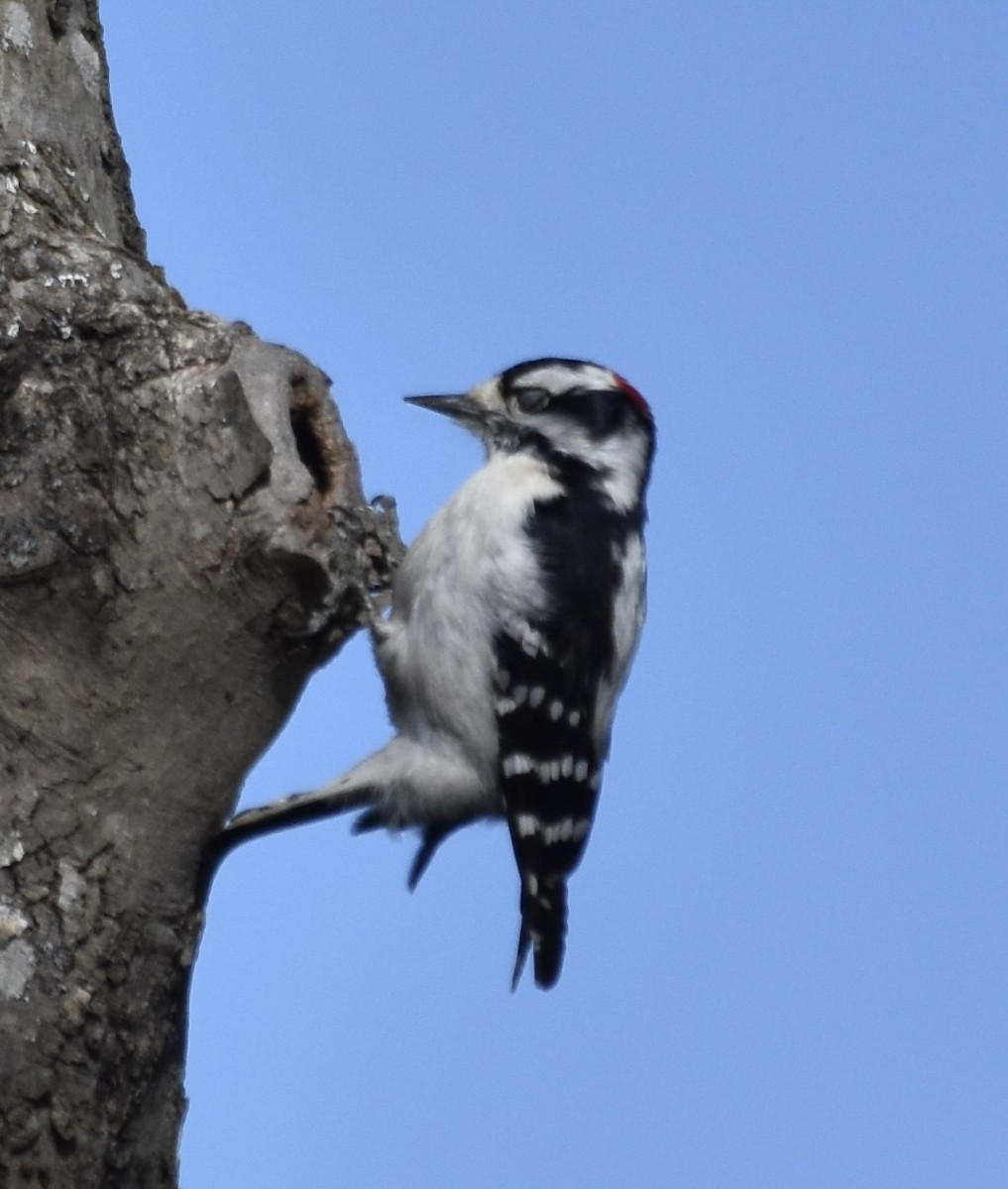 Downy Woodpecker (Eastern) - Larry Langstaff