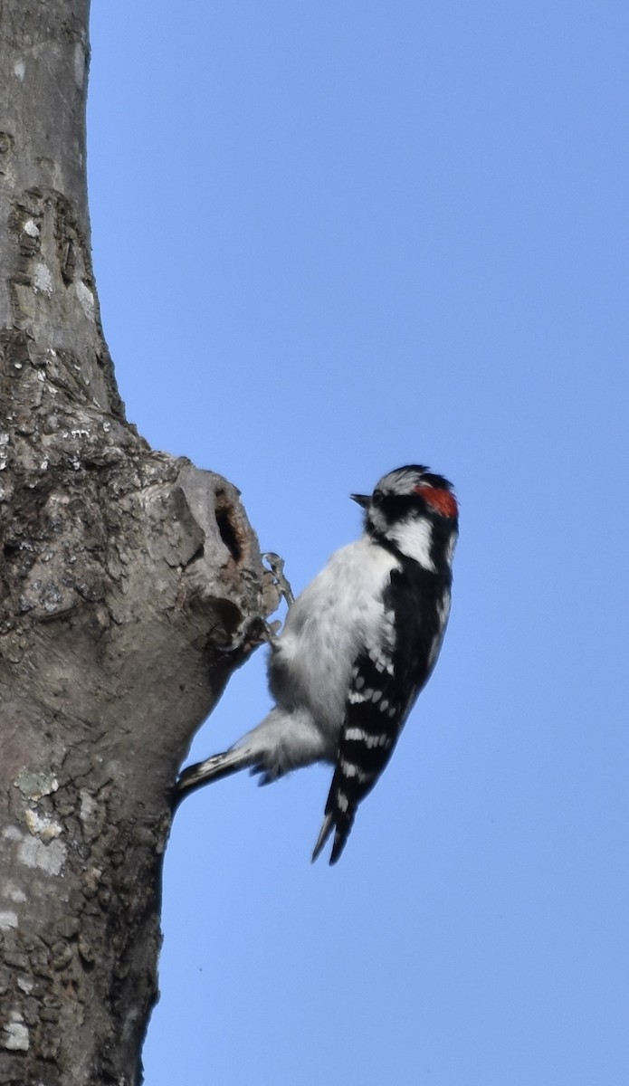 Downy Woodpecker (Eastern) - ML616885640