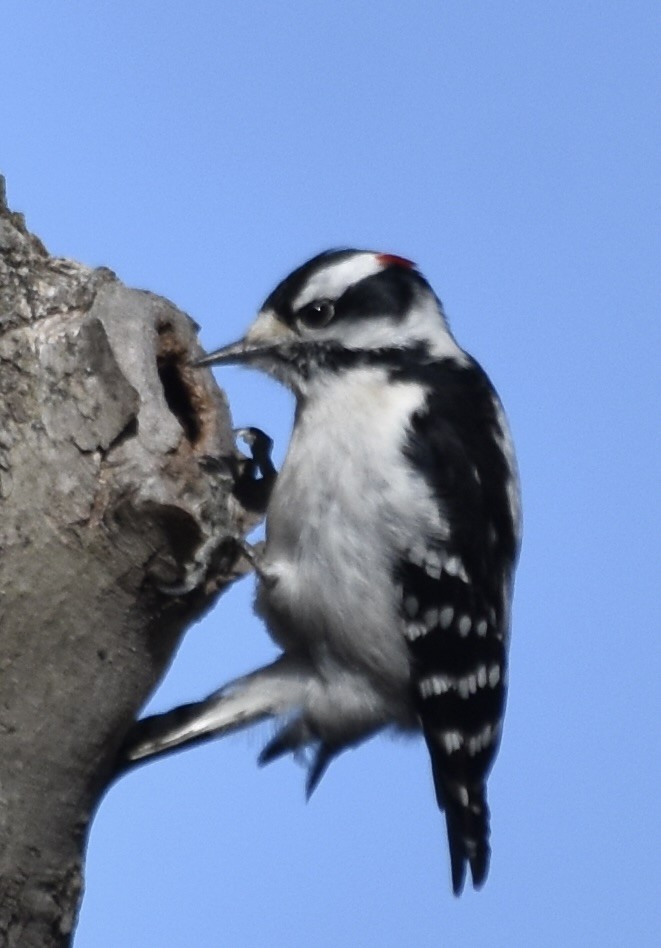 Downy Woodpecker (Eastern) - Larry Langstaff