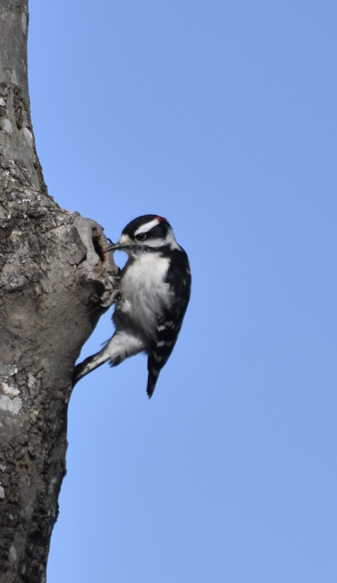 Downy Woodpecker (Eastern) - ML616885645