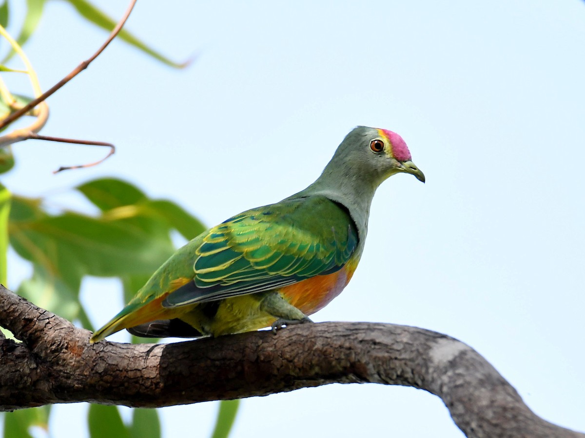Rose-crowned Fruit-Dove - ML616885718