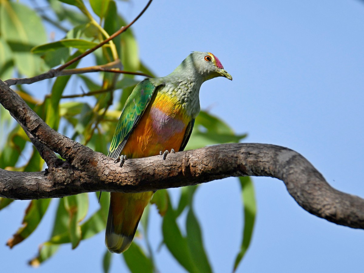 Rose-crowned Fruit-Dove - Alex Rogers