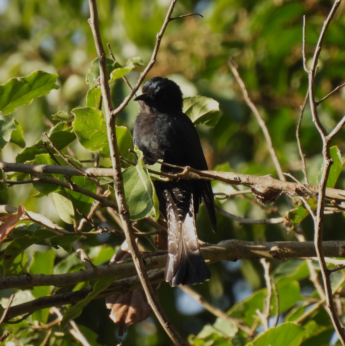 Square-tailed Drongo-Cuckoo - ML616885794