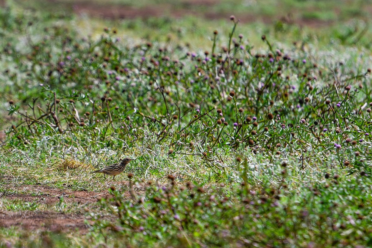 Red-throated Pipit - ML616885833