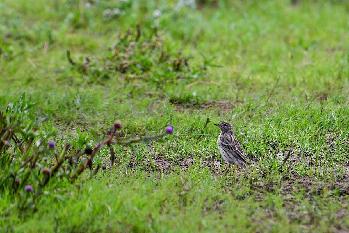 Red-throated Pipit - ML616885838