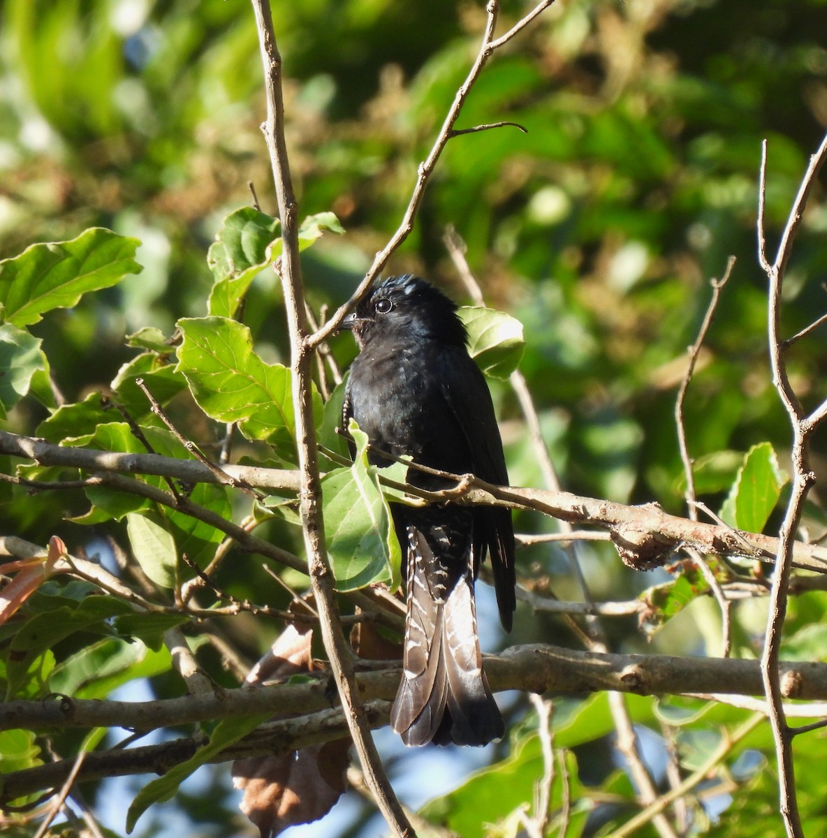Square-tailed Drongo-Cuckoo - ML616885866