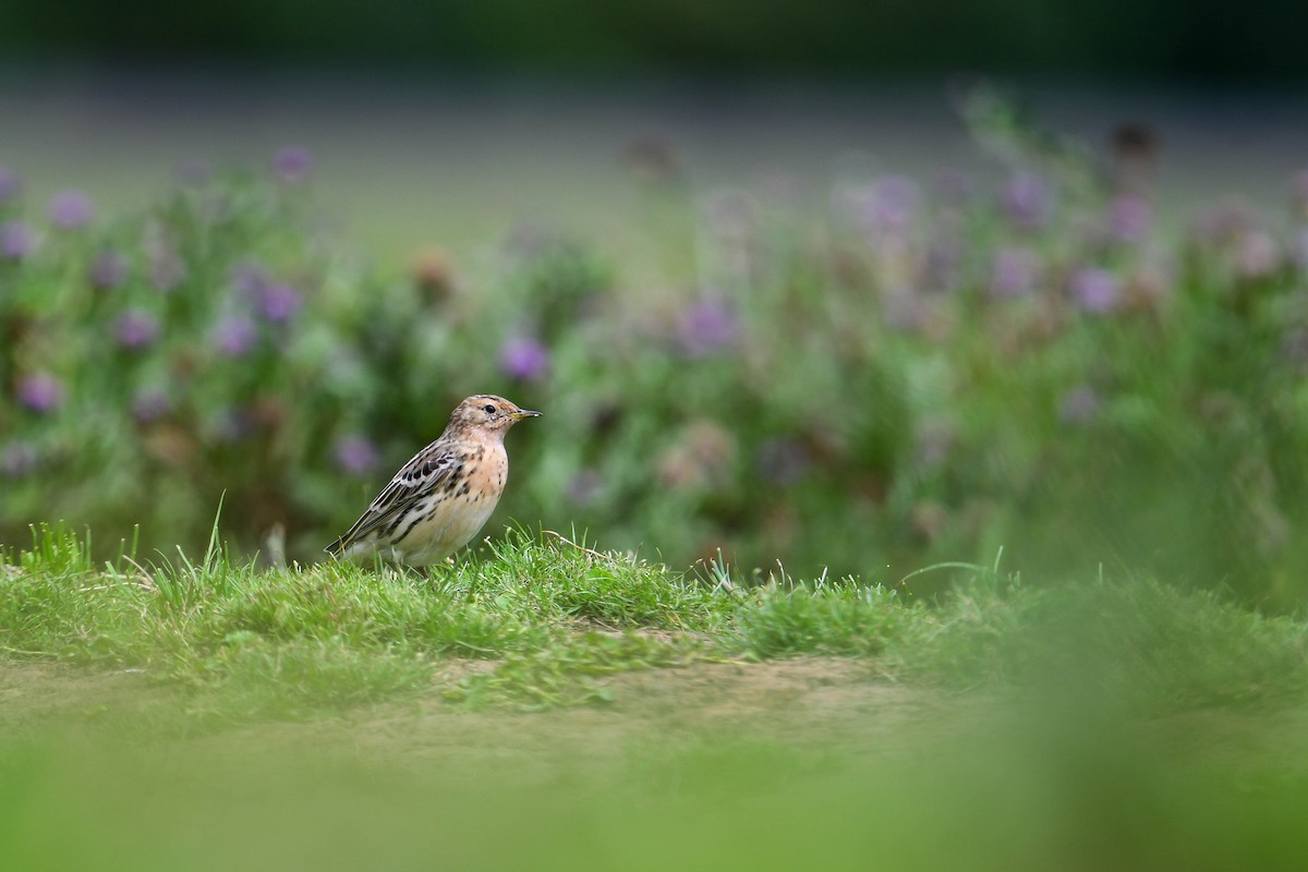 Red-throated Pipit - ML616885878