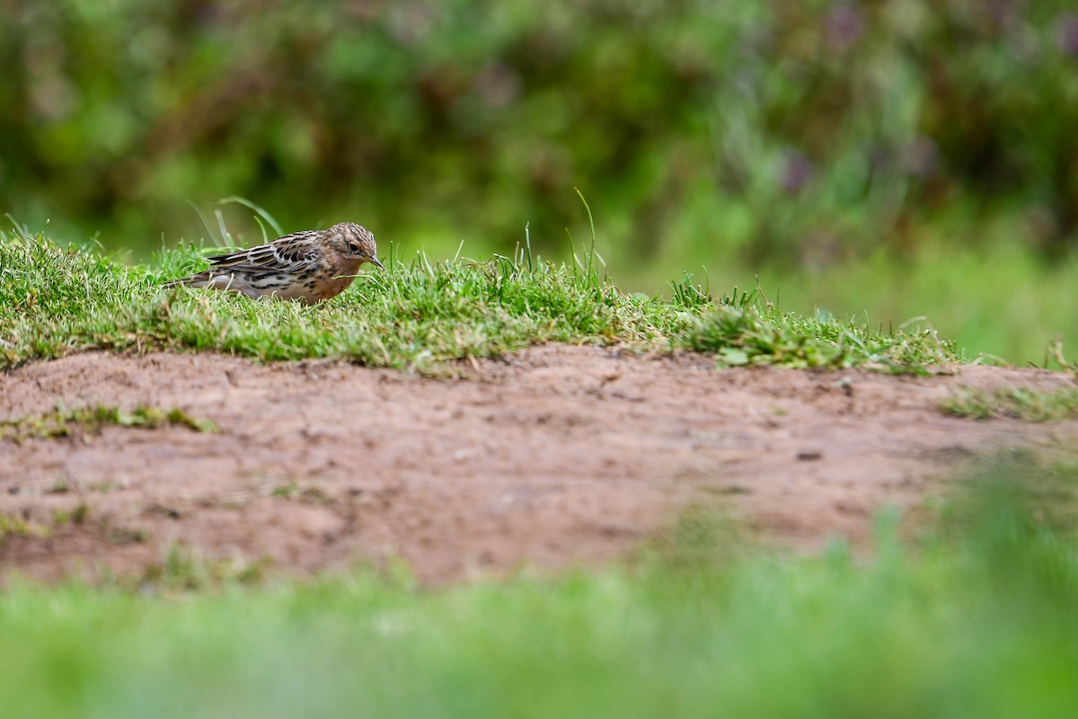 Red-throated Pipit - ML616885883