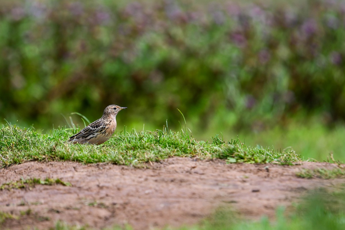 Red-throated Pipit - ML616885884