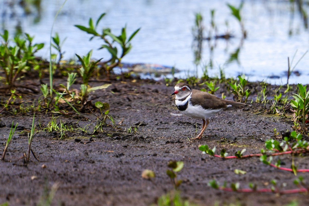 Three-banded Plover - ML616885897