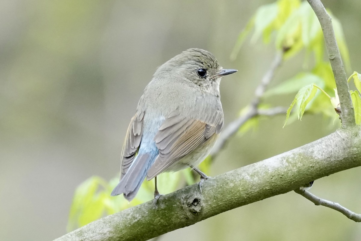 Red-flanked Bluetail - ML616886055