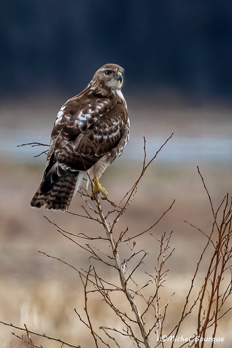 Red-tailed Hawk - ML616886138