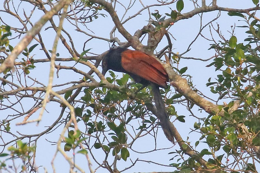 Greater Coucal - ML616886363