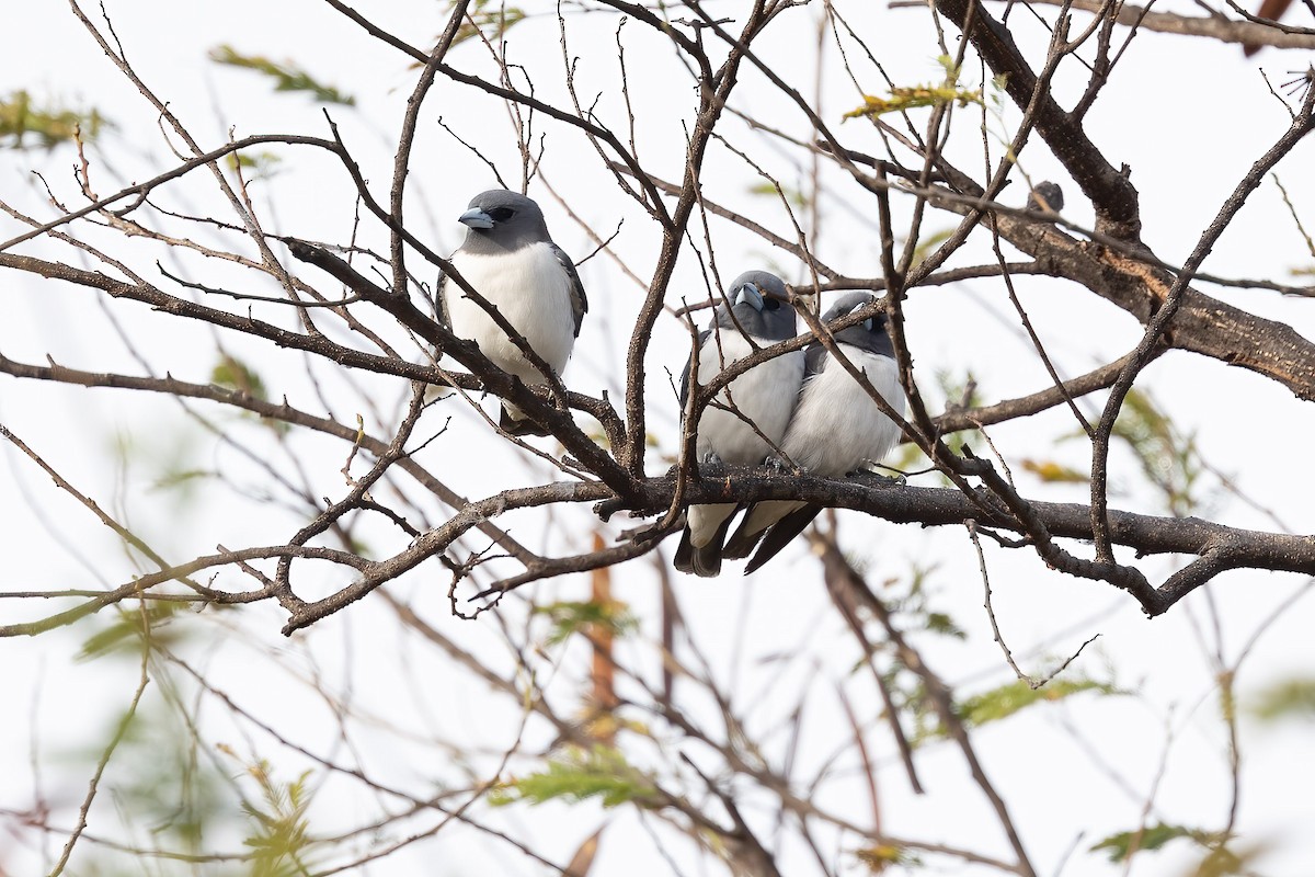 White-breasted Woodswallow - ML616886369