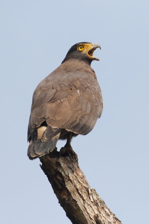 Crested Serpent-Eagle - ML616886388