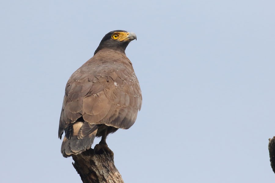 Crested Serpent-Eagle - ML616886397