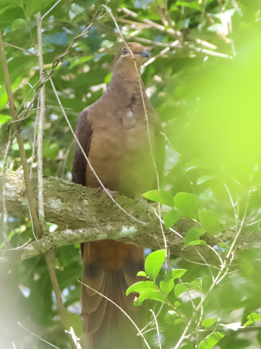 Brown Cuckoo-Dove - ML616886437