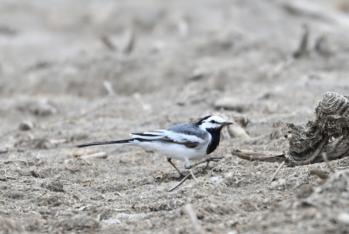 White Wagtail (Black-backed) - Terry Townshend