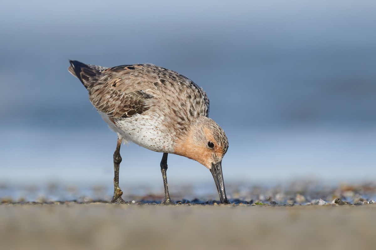 Red Knot - ML616886544