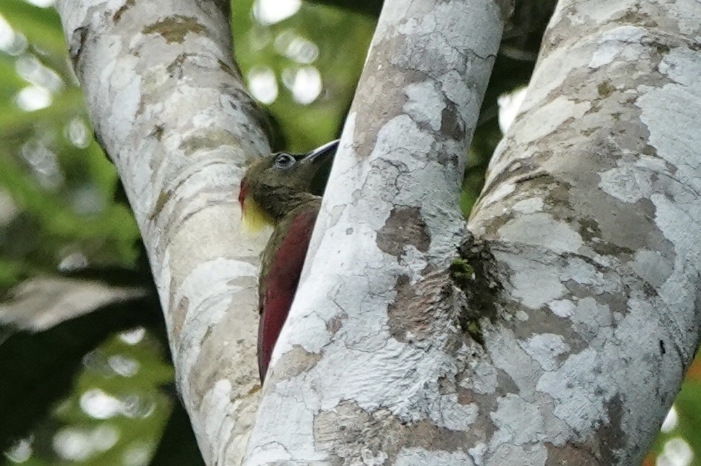 Crimson-winged Woodpecker - ML616886606