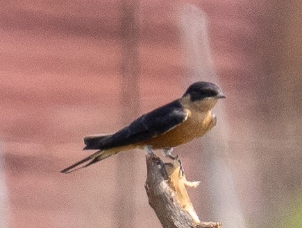 Rufous-chested Swallow - ML616886607