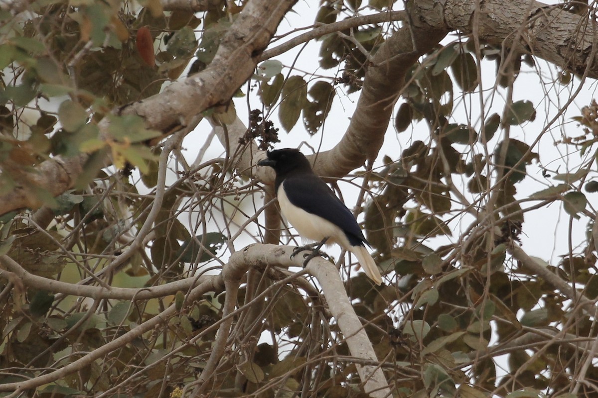 Curl-crested Jay - ML616886732