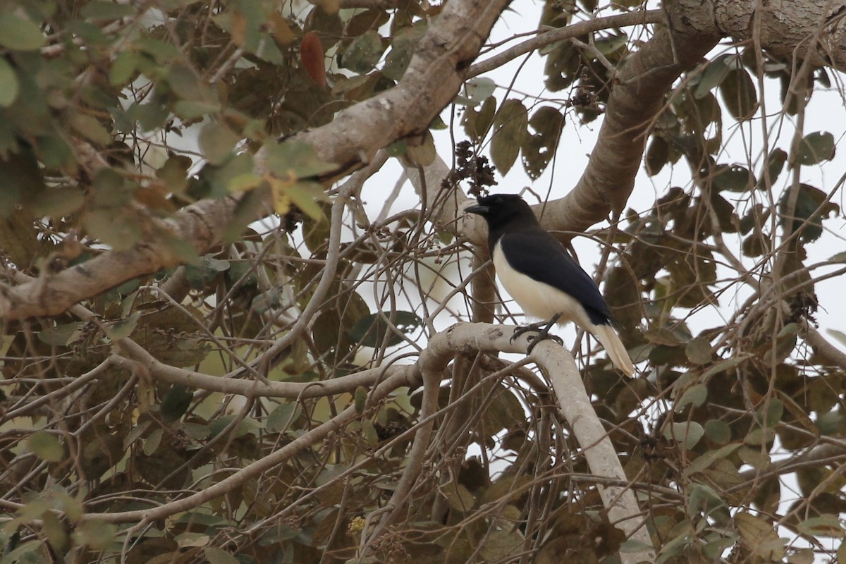 Curl-crested Jay - ML616886733