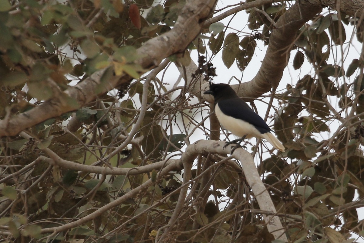 Curl-crested Jay - ML616886734