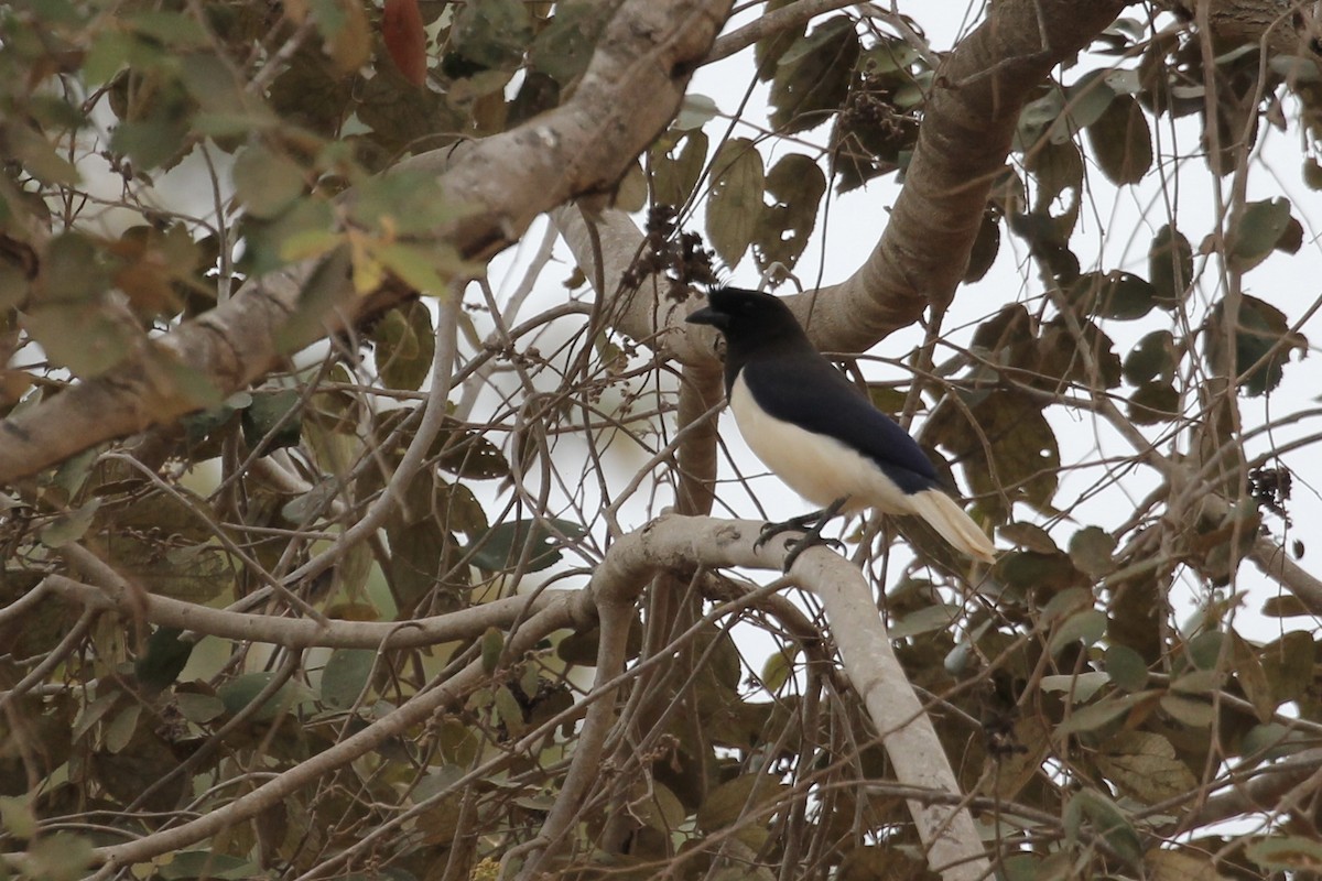 Curl-crested Jay - Tim Cowley