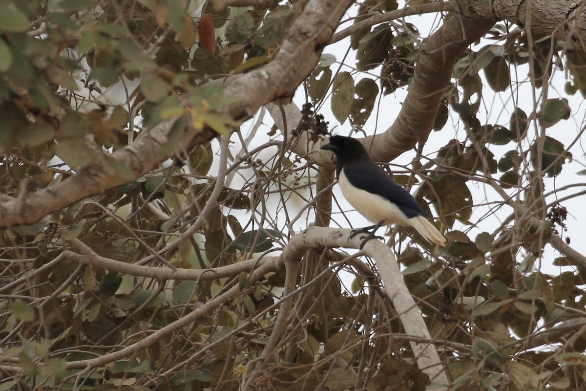 Curl-crested Jay - ML616886736